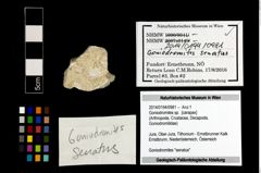 Foto (Objekt + Etikett) von Goniodromites sp.  (NHMW-GEO-2014-0194-0981)